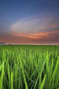 Scenic view of agricultural field against sky during sunset