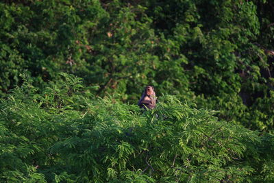 Monkey sitting in a forest