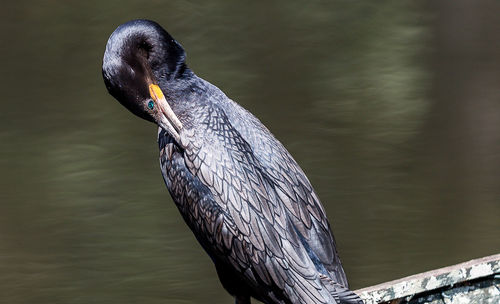 Close-up of duck on lake