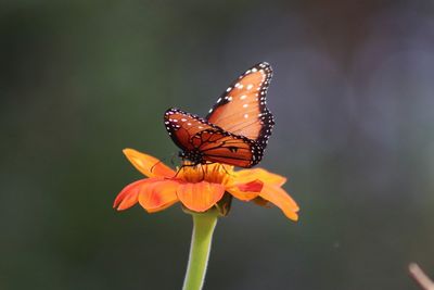 Close-up of butterfly pollinating on flower