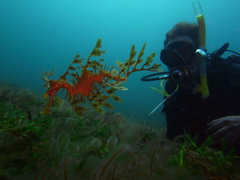 View of fish swimming in sea