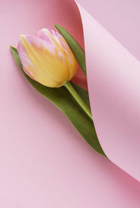 Close-up of yellow tulip flower