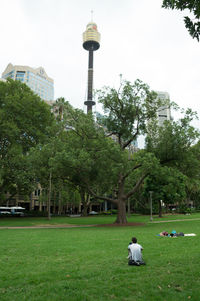 Trees in park