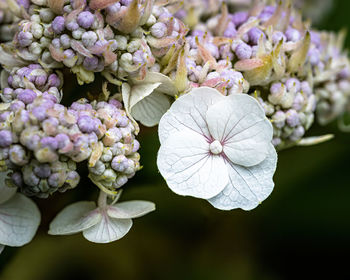 Close-up of purple hydrangea flowers