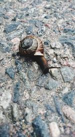 High angle view of snail on ground