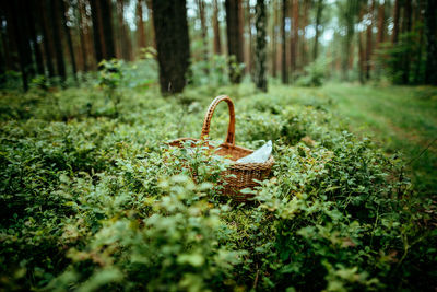 High angle view of basket on field in forest