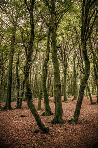 Trees against sky