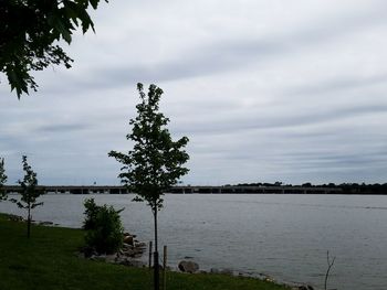 Trees by sea against sky