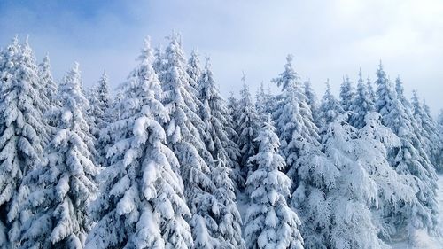 Snow covered trees against sky