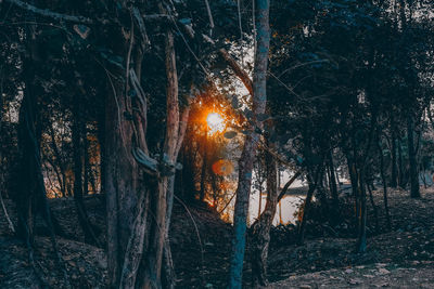 Sunlight streaming through trees in forest