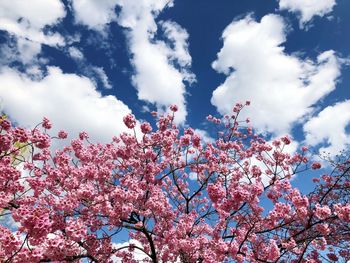 Low angle view of pink flowers on tree