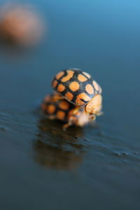 Close-up of insect on a water