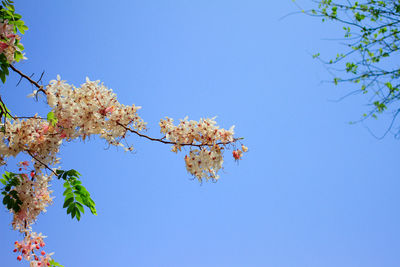 Low angle view of cherry blossoms against blue sky