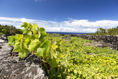Plants growing on land by sea against sky