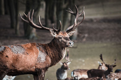 Deer in a field