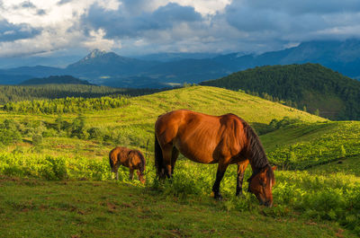 Horses grazing in a field