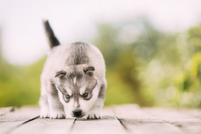 Close-up of dog