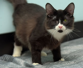 Close-up portrait of a cat