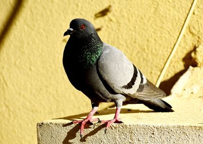 Close-up of pigeon perching on wall