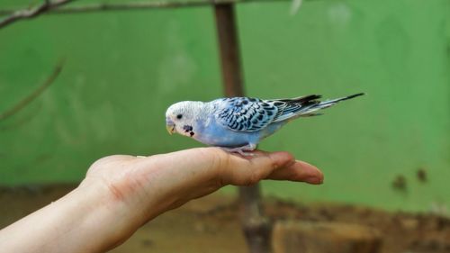 Close-up of bird perching on hand