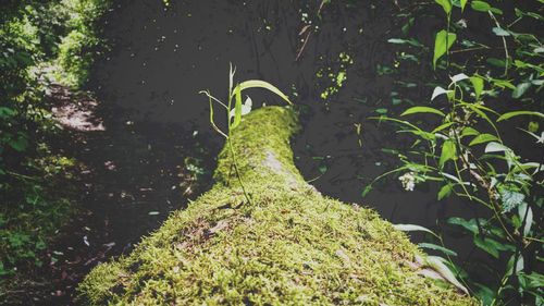 Plants growing on tree