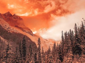 Scenic view of forest against sky during sunset