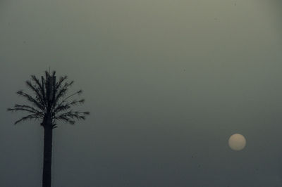 Close-up of bare tree against moon