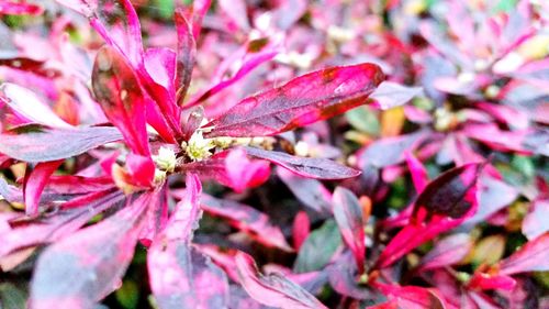 Close-up of flowers