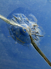 Close-up of fish swimming in sea