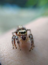 Close-up of spider on hand