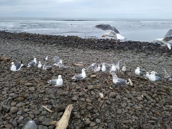 Seagulls on shore