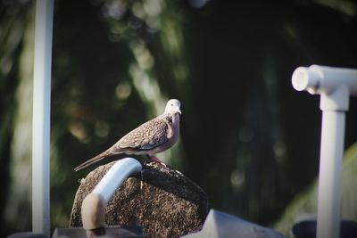 Close-up of bird perching