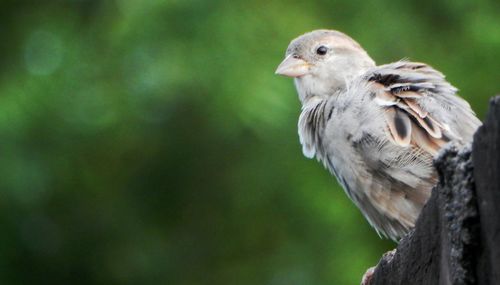 Close-up of bird perching on tree