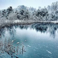 Reflection of trees in water