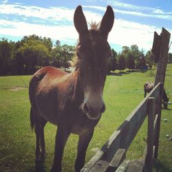 Horse on grassy field