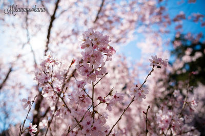 flowering plant