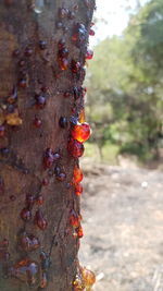 Close-up of red berries on tree trunk