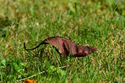 Close-up of dry leaves on land