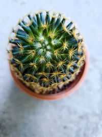 High angle view of succulent plant in pot