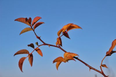 Low angle view of autumn leaves against clear blue sky