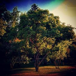 Trees growing against sky