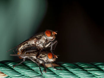 Close-up of fly