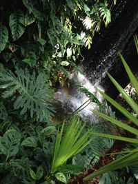 Plants growing by tree