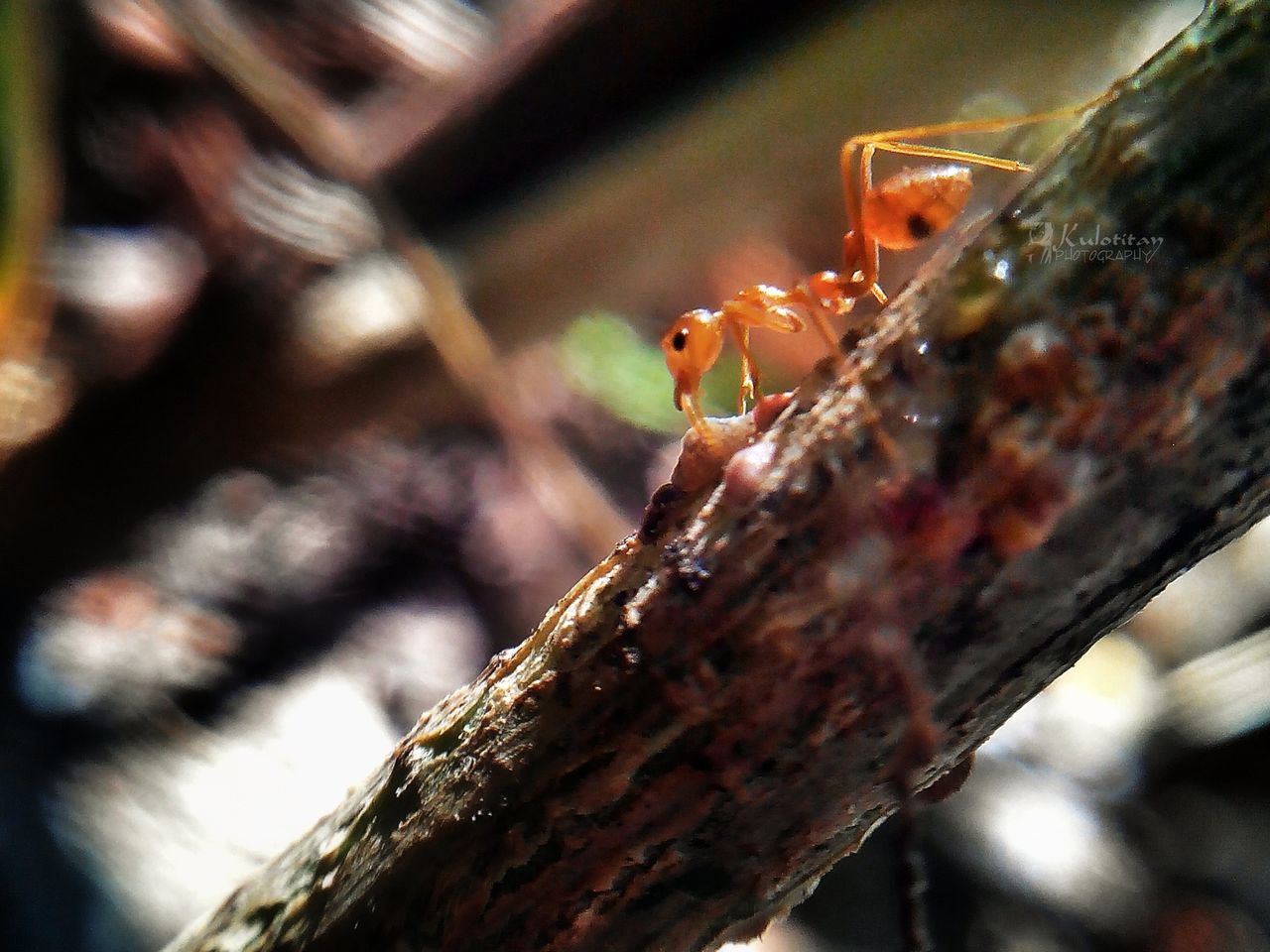 wood - material, close-up, focus on foreground, selective focus, outdoors, wooden, rusty, day, sunlight, no people, wood, nature, log, metal, damaged, weathered, low angle view, textured, fence, old