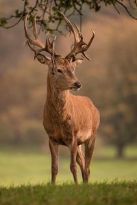 Deer looking away on field