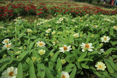 Close-up of flowers blooming outdoors