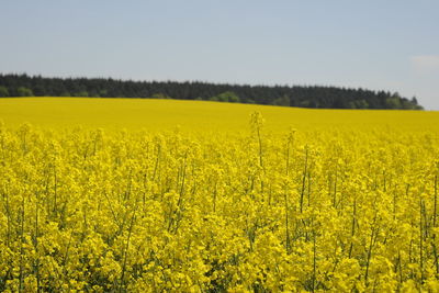 Scenic view of oilseed rape field against sky