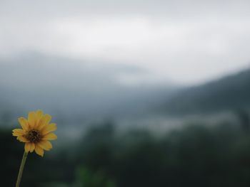 Close-up of yellow flowering plant against sky