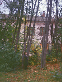 Trees in forest during autumn