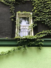 Low angle view of ivy on building wall